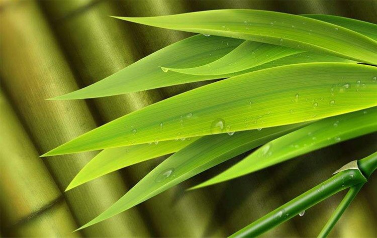 Men's Bamboo Fiber and Cotton Ankle Socks