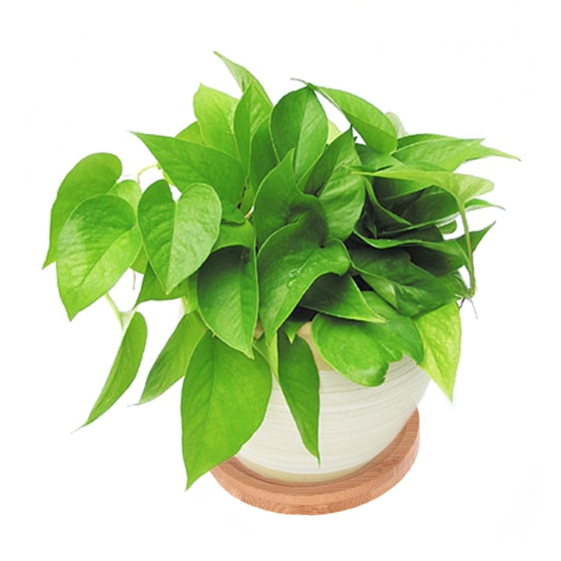 Bamboo Tray For Flower Pots Of Different Shapes